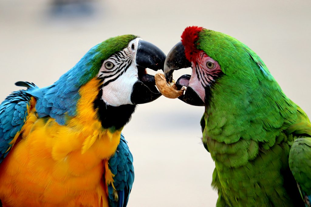 two-parrots-sharing-a-nut-1 oiseaux partageant une noixParrainage Tantra Couples - Partager une expérience consciente