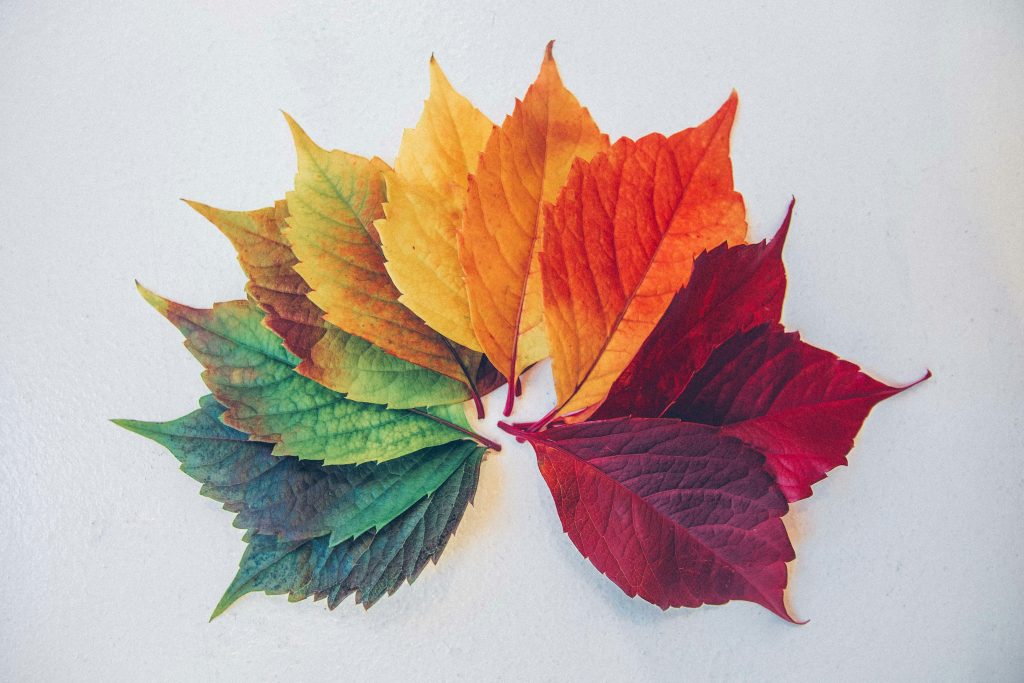 Une cercle de feuilles de couleur de toutes les saisons